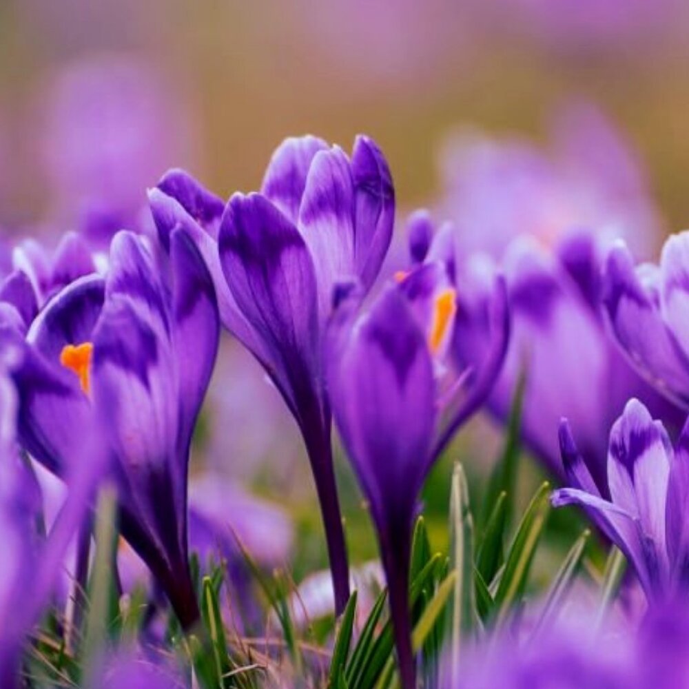 Purple Love